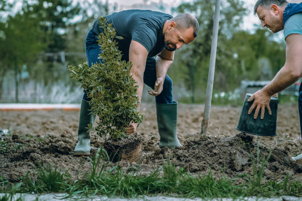 Best Tree Pruning Services  in USA